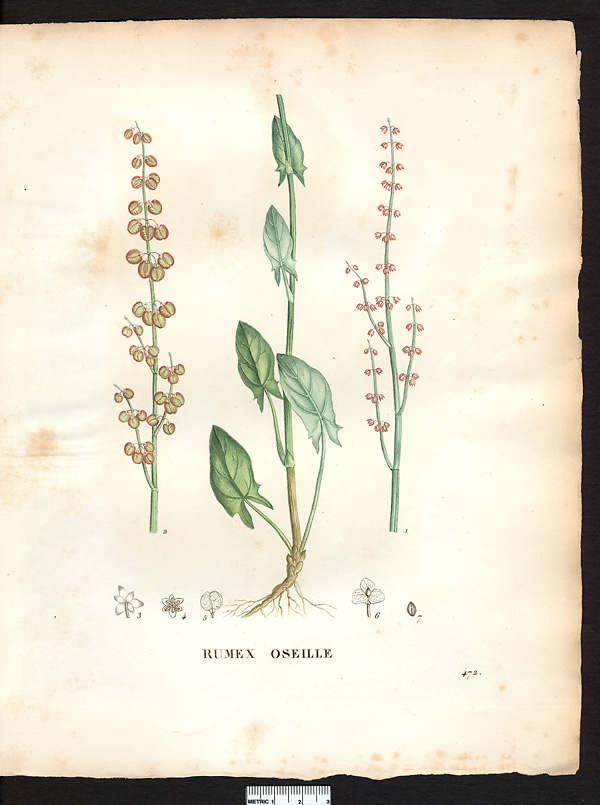 Rumex acetosa