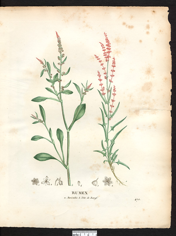 Rumex tête de boeuf (Rumex bucephalophorus), oseille tête-de-boeuf (Rumex bucephalophorus)
