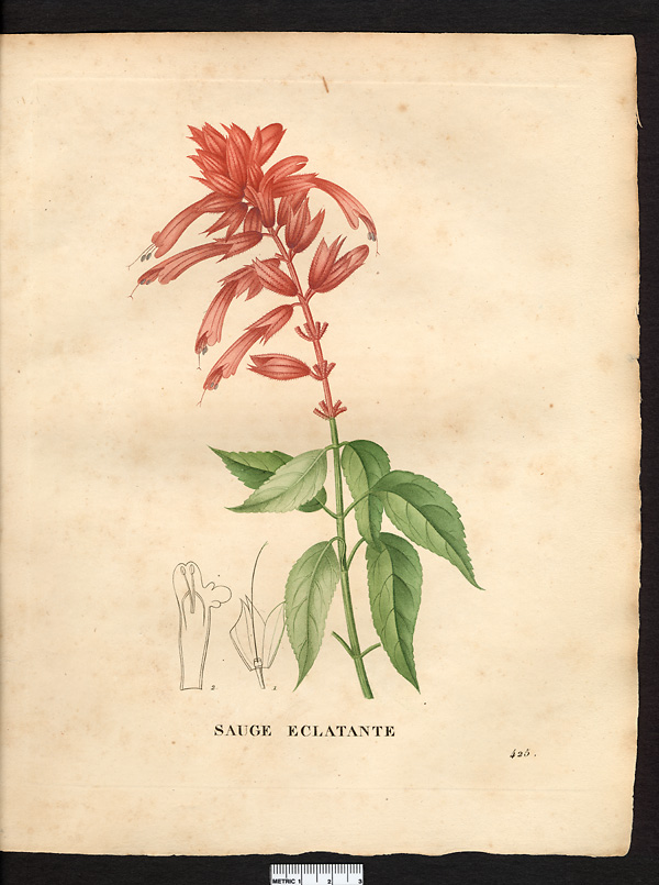 Salvia splendens