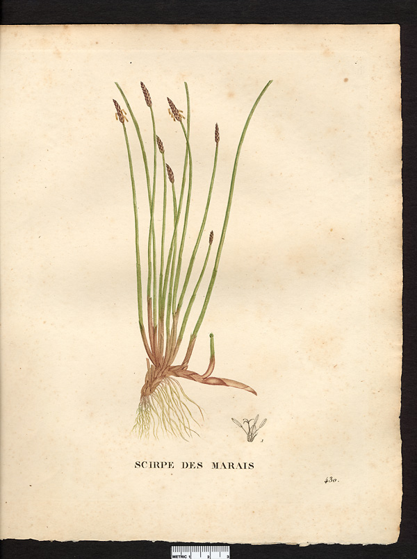 Scirpus palustris, eleocharis palustris
