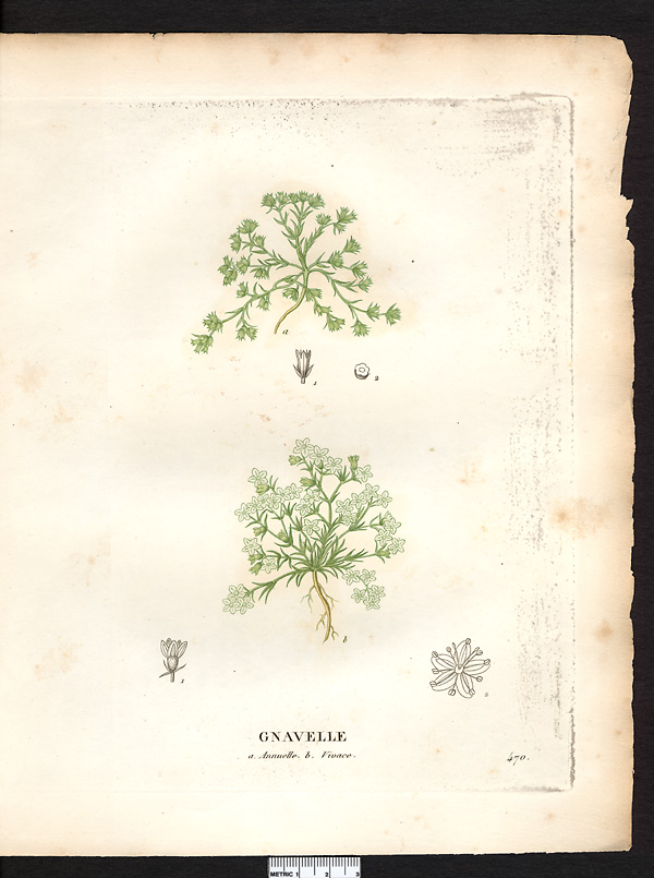 Gnavelle annuelle, scléranthe annuelle  (Scleranthus annuus)
