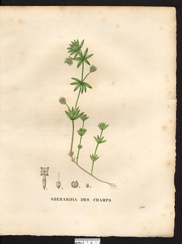 Sherardia arvensis