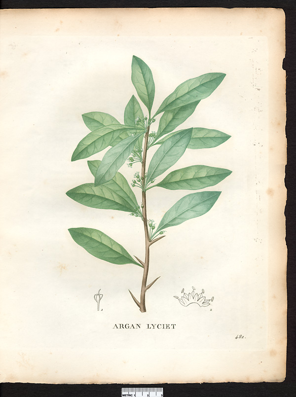 Sideroxylon lycioides, bumelia lycioides