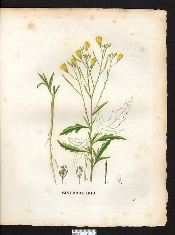 Sisymbrium irio, arabis charbonnelii