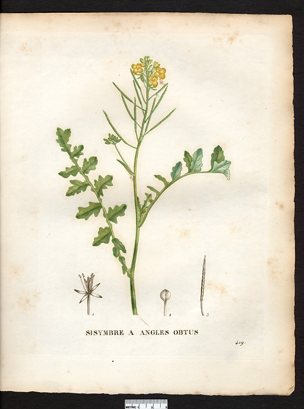 Sisymbrium obtusangulum