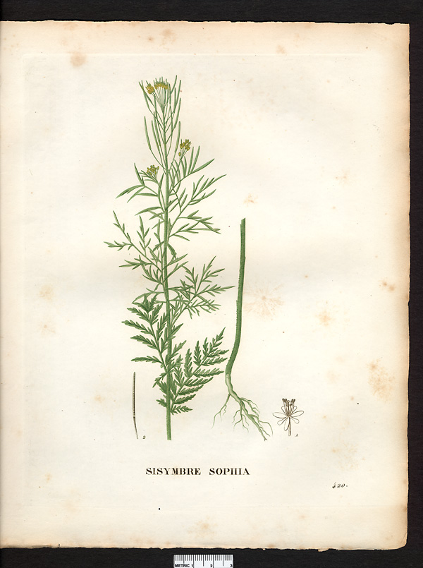 Sisymbrium sophia, descurainia sophia