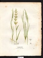 Agrostis traçante (Agrostis stolonifera), agrostis stolonifère, agrostide blanche (Agrostis stolonifera). Cliquer pour agrandir l'image. Agrostis traçante (Agrostis stolonifera), agrostis stolonifère, agrostide blanche (Agrostis stolonifera). Cliquer pour agrandir l'image.