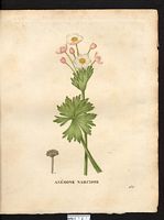 Anemone narcissiflora. anemone protracta. Cliquer pour agrandir l'image. Anemone narcissiflora. anemone protracta. Cliquer pour agrandir l'image.