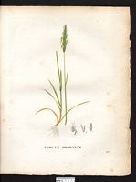 Anthoxanthum odoratum. Cliquer pour agrandir l'image. Anthoxanthum odoratum. Cliquer pour agrandir l'image.