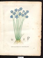 Aphyllanthes monspeliensis. Cliquer pour agrandir l'image. Aphyllanthes monspeliensis. Cliquer pour agrandir l'image.
