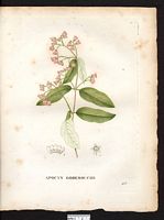 Apocynum androsaemifolium. Cliquer pour agrandir l'image. Apocynum androsaemifolium. Cliquer pour agrandir l'image.