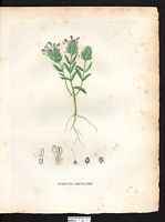 Bartsia bicolor. Cliquer pour agrandir l'image. Bartsia bicolor. Cliquer pour agrandir l'image.