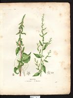 Bette maritime (Beta maritima), betterave (Beta vulgaris). Cliquer pour agrandir l'image. Bette maritime (Beta maritima), betterave (Beta vulgaris). Cliquer pour agrandir l'image.