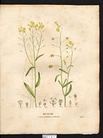 Bunias masse au bedeau (Bunias erucago), bunias fausse-roquette (Bunias erucago). Cliquer pour agrandir l'image. Bunias masse au bedeau (Bunias erucago), bunias fausse-roquette (Bunias erucago). Cliquer pour agrandir l'image.