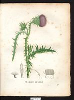 Carduus nutans. Cliquer pour agrandir l'image. Carduus nutans. Cliquer pour agrandir l'image.