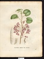 Cercis siliquastrum. Cliquer pour agrandir l'image. Cercis siliquastrum. Cliquer pour agrandir l'image.