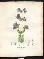 Chelone diffusa. Cliquer pour agrandir l'image. Chelone diffusa. Cliquer pour agrandir l'image.
