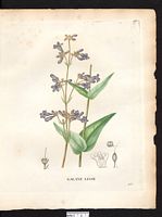 Chelone laevigata. Cliquer pour agrandir l'image. Chelone laevigata. Cliquer pour agrandir l'image.