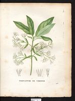 Chionanthus virginica. Chionanthus virginicus. Cliquer pour agrandir l'image. Chionanthus virginica. Chionanthus virginicus. Cliquer pour agrandir l'image.