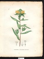 Collomia grandiflora. Cliquer pour agrandir l'image. Collomia grandiflora. Cliquer pour agrandir l'image.