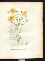 Coreopsis atkinsoni. Coreopsis atkinsoniana. Cliquer pour agrandir l'image. Coreopsis atkinsoni. Coreopsis atkinsoniana. Cliquer pour agrandir l'image.