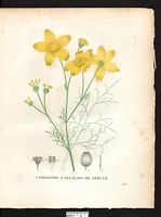 Coreopsis ferulaefolia. Bidens ferulaefolia. Cliquer pour agrandir l'image. Coreopsis ferulaefolia. Bidens ferulaefolia. Cliquer pour agrandir l'image.