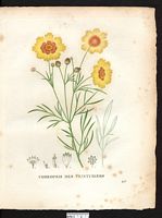Coreopsis tinctoria. Calliopsis tinctoria. Cliquer pour agrandir l'image. Coreopsis tinctoria. Calliopsis tinctoria. Cliquer pour agrandir l'image.