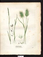 Crételle hérissée (Cynosurus echinatus), crételle épineuse (Falona echinata). Cliquer pour agrandir l'image. Crételle hérissée (Cynosurus echinatus), crételle épineuse (Falona echinata). Cliquer pour agrandir l'image.