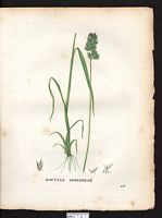 Dactylis glomerata. Cliquer pour agrandir l'image. Dactylis glomerata. Cliquer pour agrandir l'image.