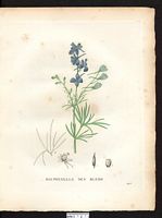 Delphinium consolida. Consolida regalis. Cliquer pour agrandir l'image. Delphinium consolida. Consolida regalis. Cliquer pour agrandir l'image.
