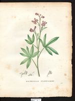 Delphinium staphysagria. Delphinium staphisagria. Cliquer pour agrandir l'image. Delphinium staphysagria. Delphinium staphisagria. Cliquer pour agrandir l'image.