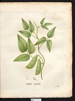 Dolichos luteolus. Vigna luteola. Cliquer pour agrandir l'image. Dolichos luteolus. Vigna luteola. Cliquer pour agrandir l'image.