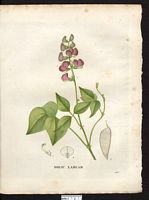 Dolicos lablab. Lablab purpureus. Cliquer pour agrandir l'image. Dolicos lablab. Lablab purpureus. Cliquer pour agrandir l'image.