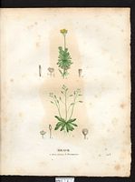 Drave faux-aïzoon (Draba aizoides), drave faux-aizoon (Draba aizoides). Cliquer pour agrandir l'image. Drave faux-aïzoon (Draba aizoides), drave faux-aizoon (Draba aizoides). Cliquer pour agrandir l'image.
