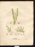 Élatiné six étamines (Elatine hexandra), élatine à six étamines (Elatine hexandra). Cliquer pour agrandir l'image. Élatiné six étamines (Elatine hexandra), élatine à six étamines (Elatine hexandra). Cliquer pour agrandir l'image.