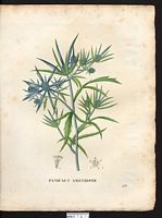 Eryngium amethistinum. Eryngium amethystinum. Cliquer pour agrandir l'image. Eryngium amethistinum. Eryngium amethystinum. Cliquer pour agrandir l'image.