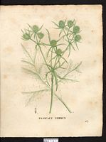 Eryngium campestre. Cliquer pour agrandir l'image. Eryngium campestre. Cliquer pour agrandir l'image.
