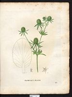 Eryngium planum. Cliquer pour agrandir l'image. Eryngium planum. Cliquer pour agrandir l'image.