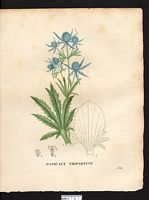 Eryngium tripartitum. Cliquer pour agrandir l'image. Eryngium tripartitum. Cliquer pour agrandir l'image.