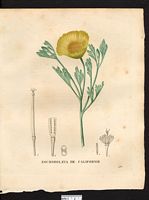 Eschsholzia californica. Cliquer pour agrandir l'image. Eschsholzia californica. Cliquer pour agrandir l'image.