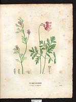 Fumeterre élégante (Fumaria formosa), (Dicentra formosa). Cliquer pour agrandir l'image. Fumeterre élégante (Fumaria formosa), (Dicentra formosa). Cliquer pour agrandir l'image.