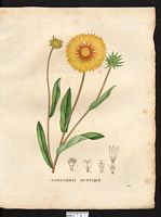 Gaillardia rustica (Bicolor). Cliquer pour agrandir l'image.