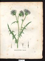 Galactites tomentosa. Cliquer pour agrandir l'image. Galactites tomentosa. Cliquer pour agrandir l'image.