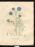 Gilia capitata. Cliquer pour agrandir l'image. Gilia capitata. Cliquer pour agrandir l'image.