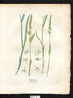 Houque molle (Holcus mollis), houlque molle (Holcus mollis). Cliquer pour agrandir l'image. Houque molle (Holcus mollis), houlque molle (Holcus mollis). Cliquer pour agrandir l'image.