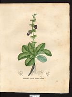 Horminum pyrenaicum. Cliquer pour agrandir l'image. Horminum pyrenaicum. Cliquer pour agrandir l'image.