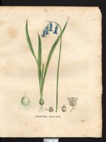 Hyacinthus non-scriptus. Cliquer pour agrandir l'image. Hyacinthus non-scriptus. Cliquer pour agrandir l'image.