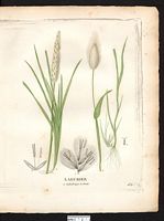 Lagurier cylindrique (Lagurus cylindricus). Cliquer pour agrandir l'image. Lagurier cylindrique (Lagurus cylindricus). Cliquer pour agrandir l'image.