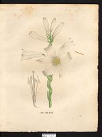 Lilium candidum. Cliquer pour agrandir l'image. Lilium candidum. Cliquer pour agrandir l'image.