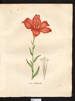 Lilium croceum. Cliquer pour agrandir l'image. Lilium croceum. Cliquer pour agrandir l'image.